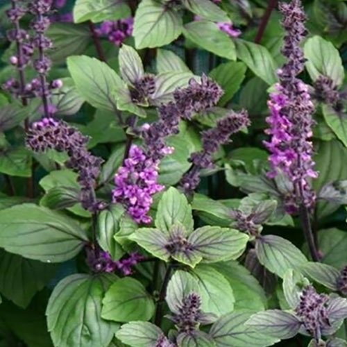 African Basil Plant