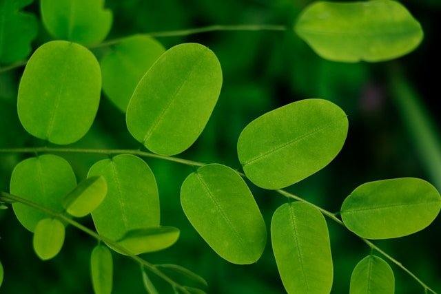 Benefits of Moringa