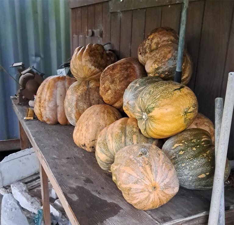 Health Benefits Of Pumpkin During Pregnancy