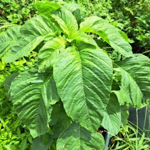 Green Calaloo/Amaranth