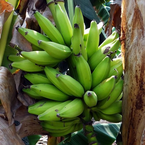 Green Plantain