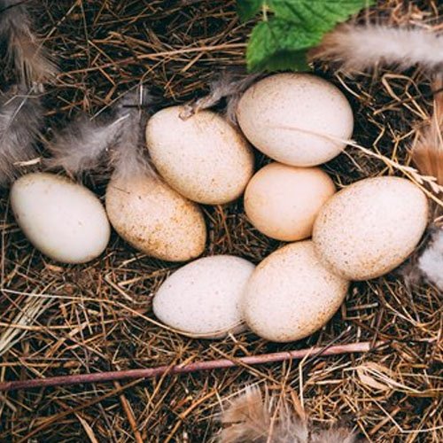 Guinea eggs for hatching