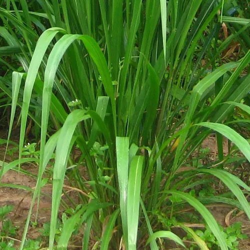 Guinea grass plant