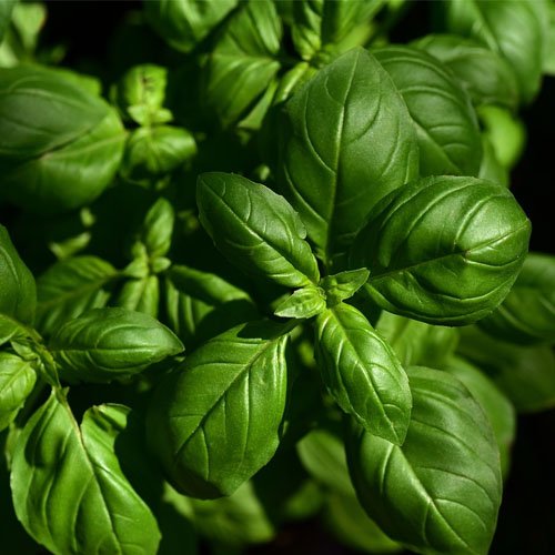 Tea Basil Plant