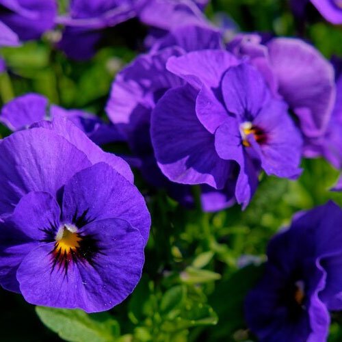 Butterfly peas flowers
