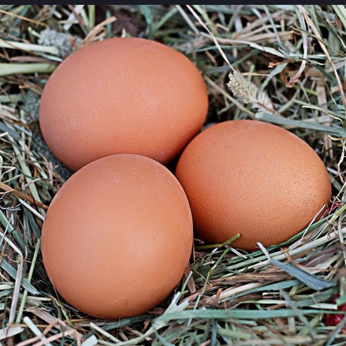 Chicken Eggs