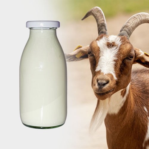 Raw Unpasteurized Goat’s Milk for Animal use