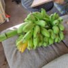 Green banana