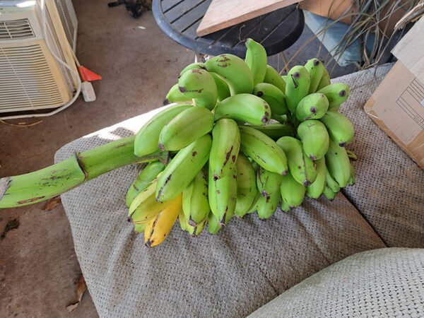 Green banana