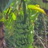 Green banana