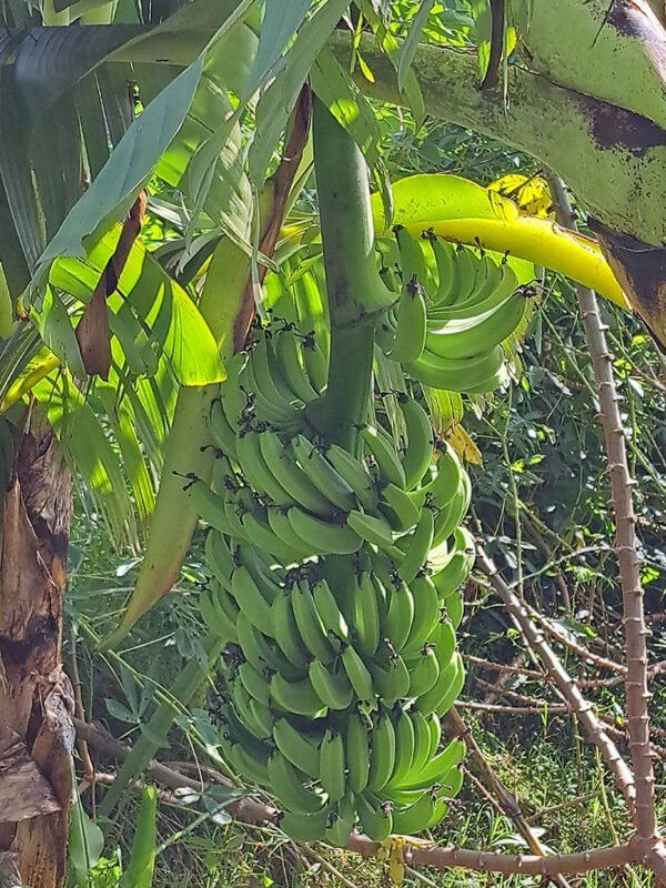 Green banana