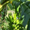 Green banana