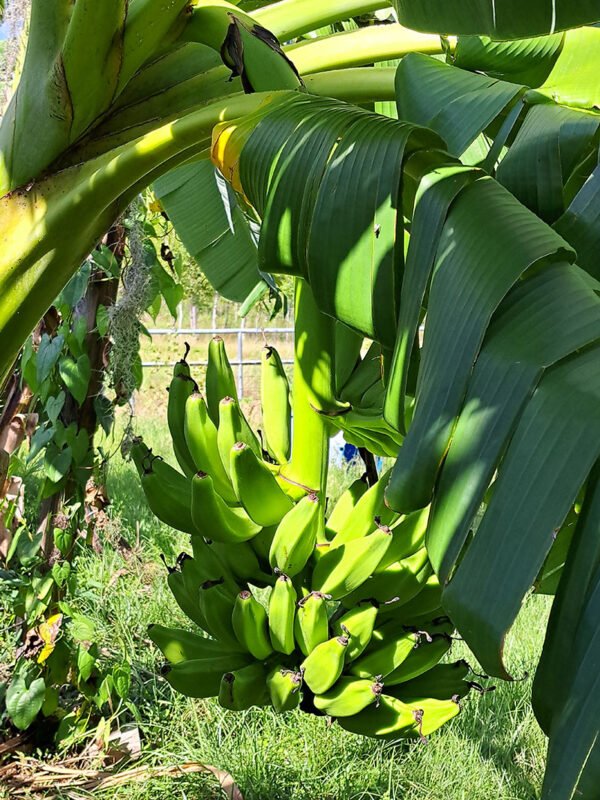 Green banana