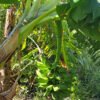 Green banana
