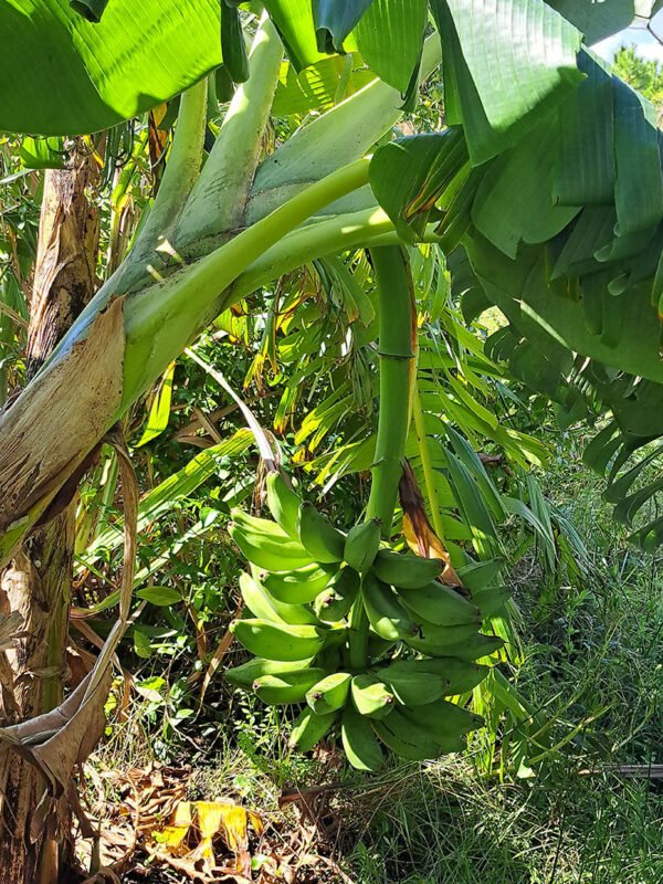 Green banana