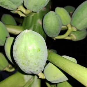 Green papaya