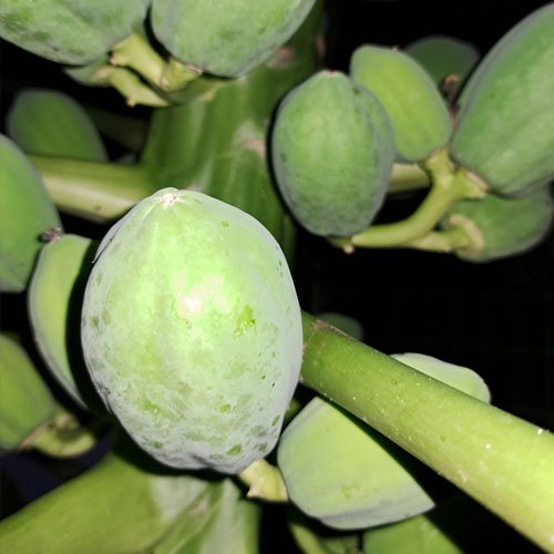 Green papaya