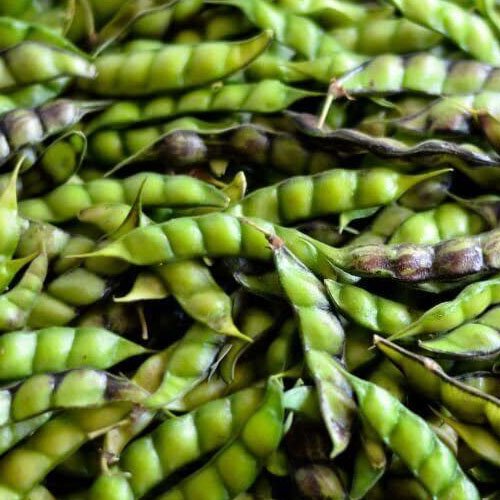 Green Pigeon Peas