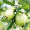 Guava per lb