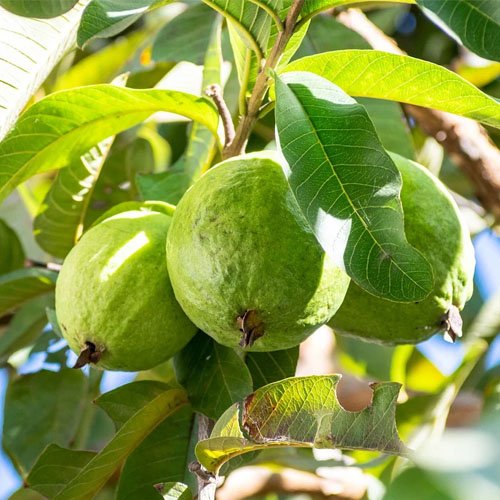 Guava Plant