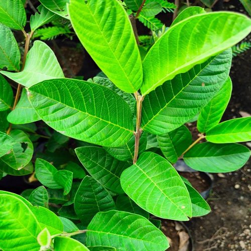 Guava Plant