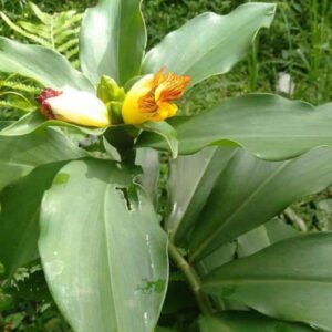 Insulin Plant