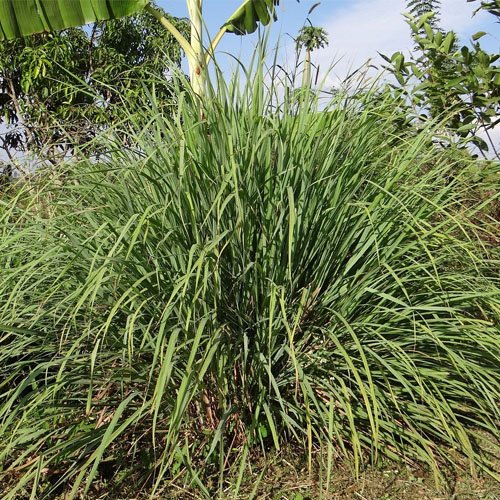 Lemongrass Plant