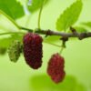 Mulberry Cuttings - 4 pieces