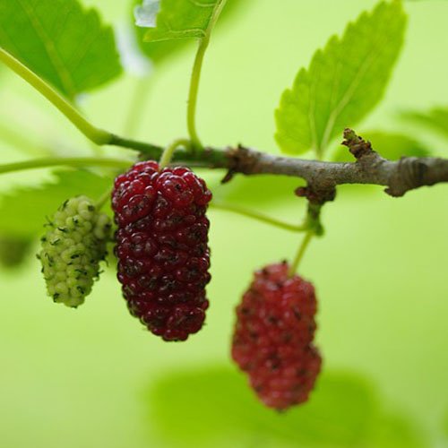 Mulberry Cuttings – 4 pieces