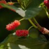 Mulberry Cuttings - 4 pieces