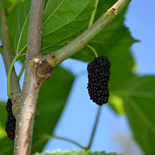 Mulberry Cuttings – 4 pieces