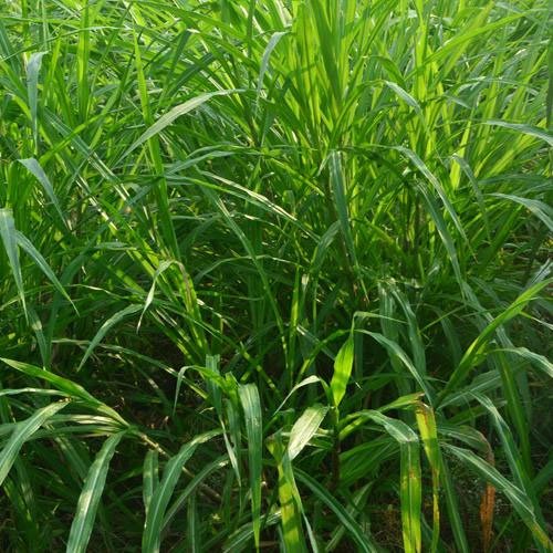 Napier Grass Plant