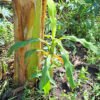 Plantain Pup/Sucker