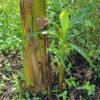 Plantain Pup/Sucker