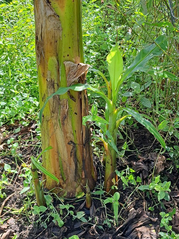 Plantain Pup/Sucker