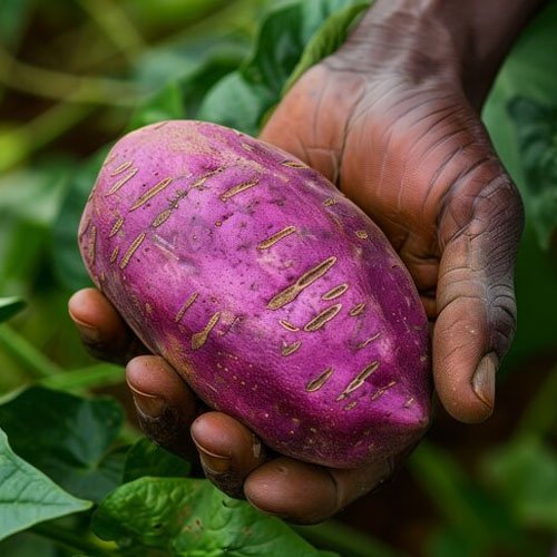 Purple sweet potato cuttings for planting