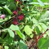 Red Roselle/Sorrel seeds (12)