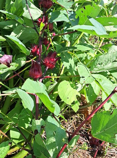Red Roselle/Sorrel seeds (12)