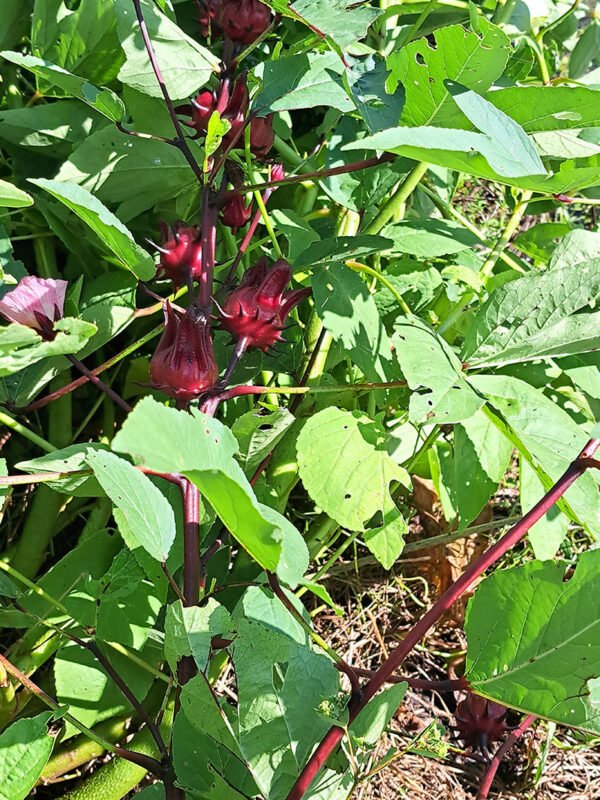 Red Roselle/Sorrel seeds (12)