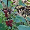 Red Roselle/Sorrel seeds (12)
