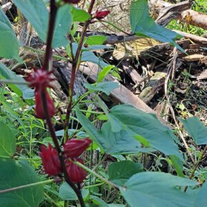 Red Roselle/Sorrel seeds (12)