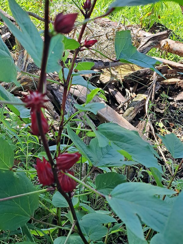Red Roselle/Sorrel seeds (12)
