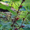 Red Roselle/Sorrel seeds (12)