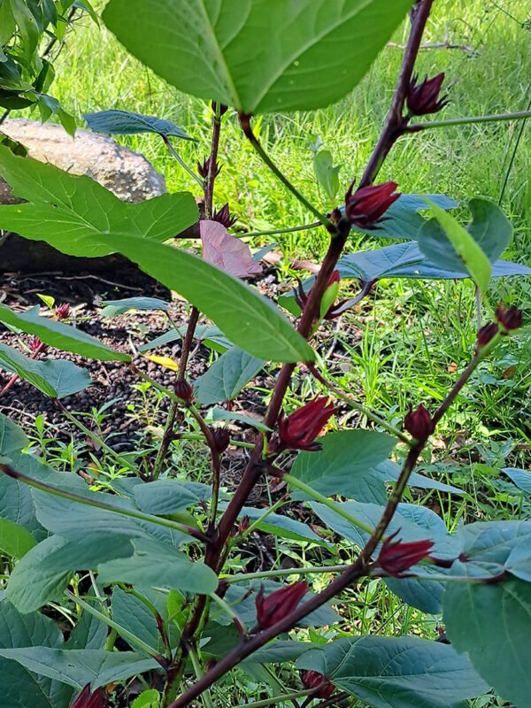 Red Roselle/Sorrel seeds (12)