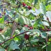 Red Roselle/Sorrel seeds (12)