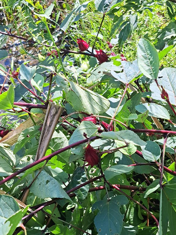 Red Roselle/Sorrel seeds (12)