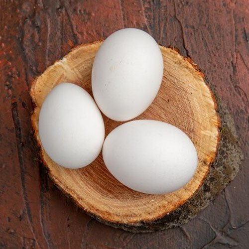 Turkey eggs for hatching