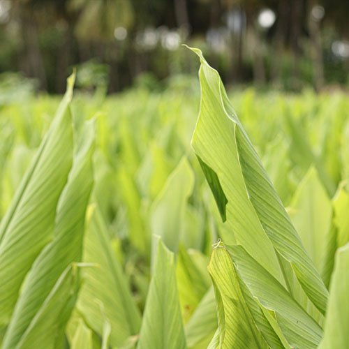 Tumeric plant