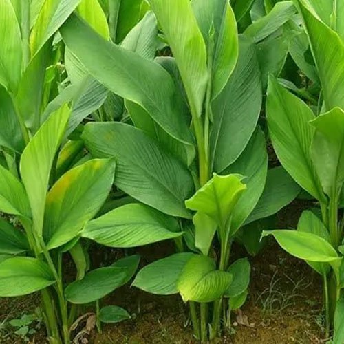 Tumeric plant