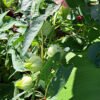 White Roselle/Sorrel seeds (12)